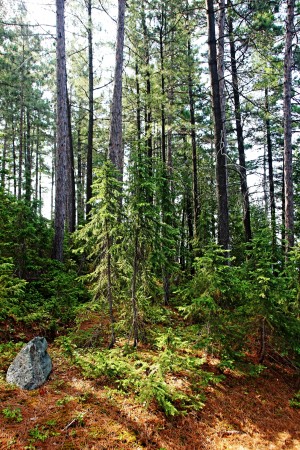 Temagami Island Forest